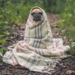 dog_names_petshyme