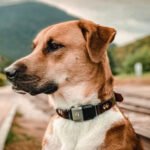 Wearable Device Pets Animals Petshyme