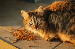 Cat balanced Diet food health petshyme