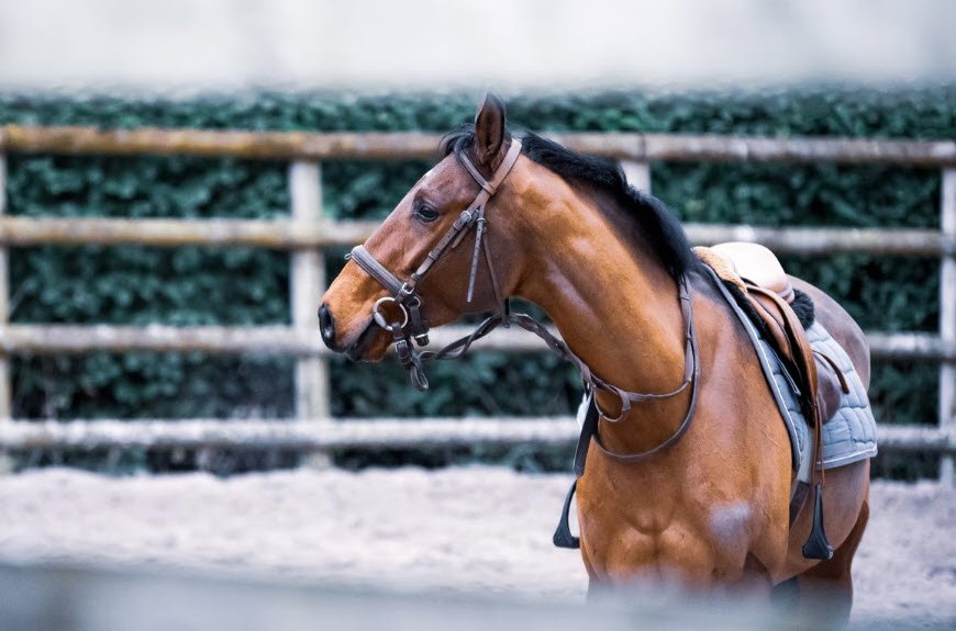 horse fencing care petshyme