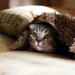 Interesting facts Animals Petshyme