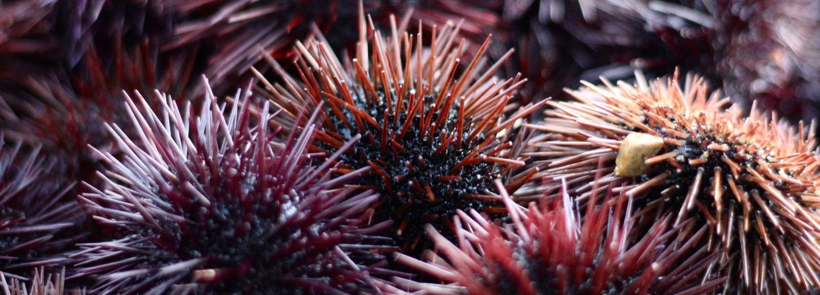 Red Sea Urchin Petshyme