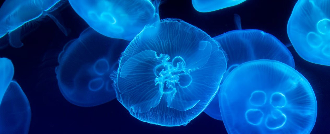 The Immortal Jellyfish Petshyme