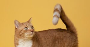 Zoonotic Diseases Cats Petshyme