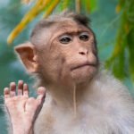 Monkey Facts Petshyme