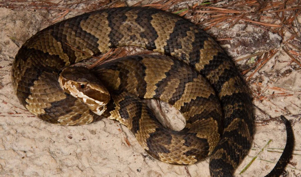 12 Incredible Snakes in Virginia Petshyme