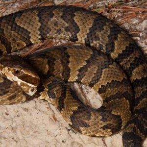 12 Incredible Snakes in Virginia Petshyme