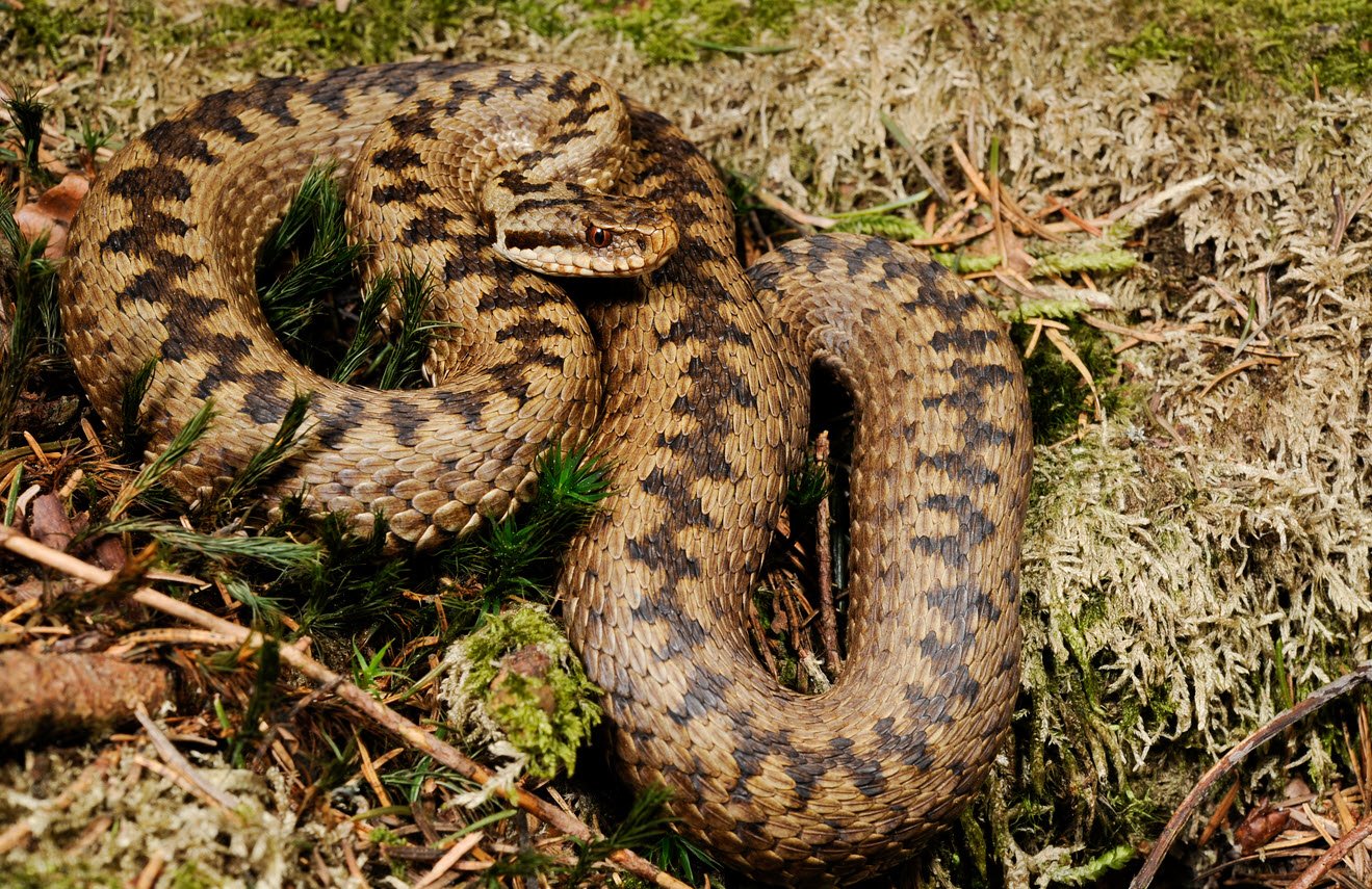 Adder