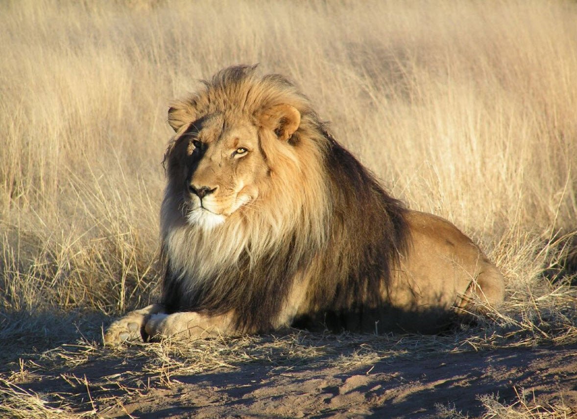 African Lion