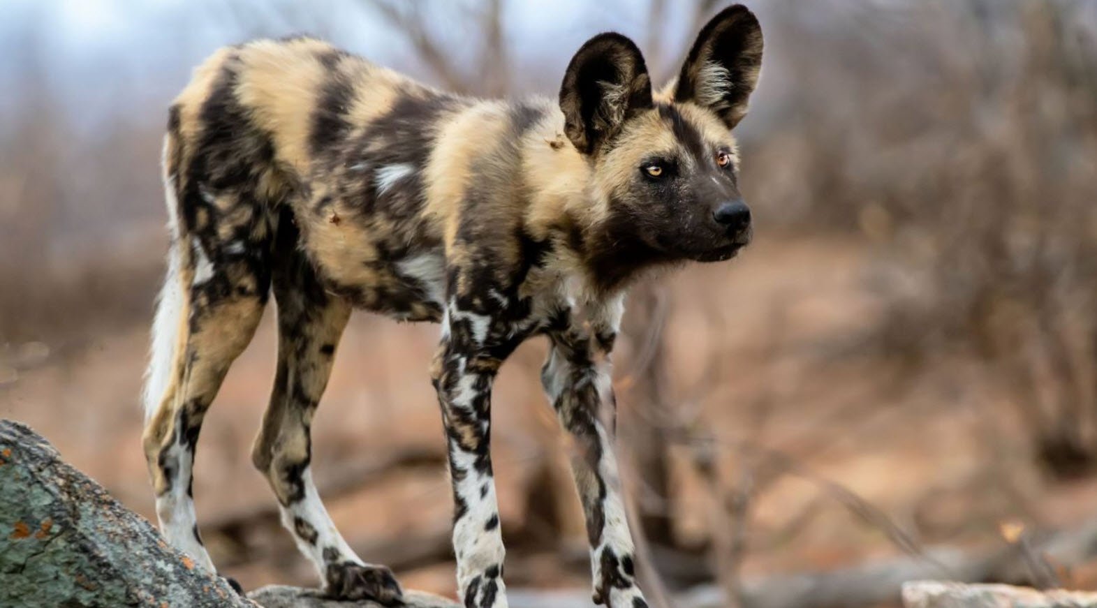 African Wild Dog