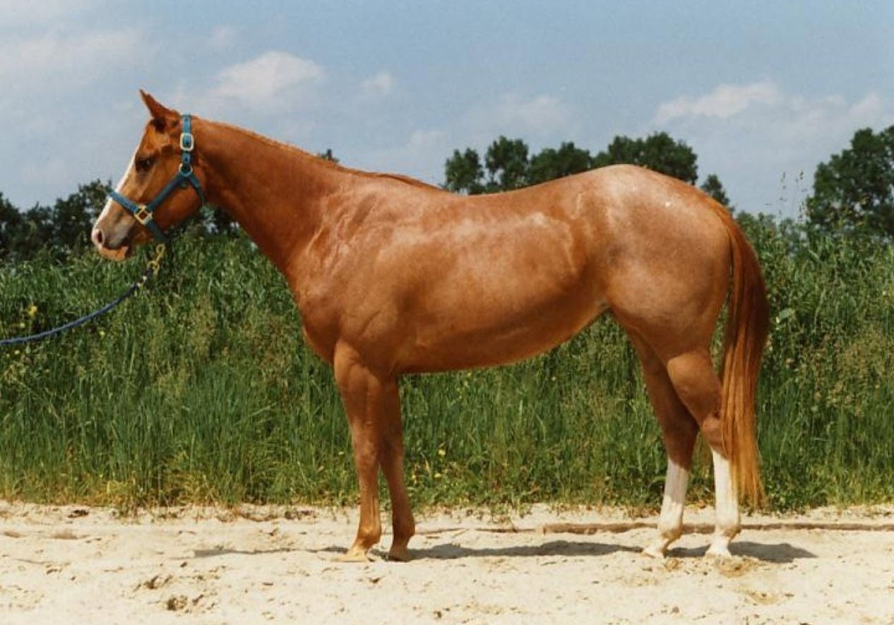 American Quarter Horse Petshyme