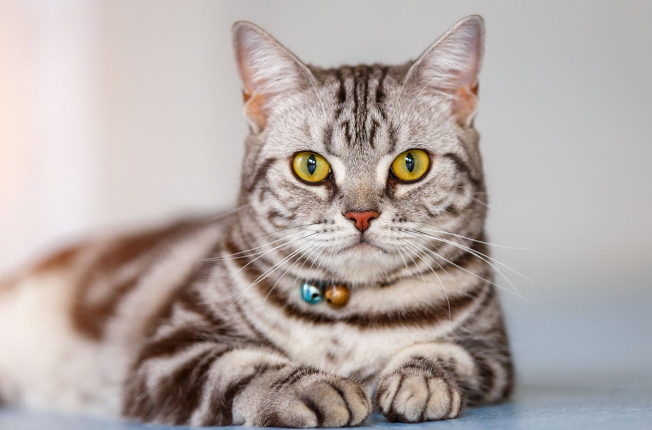 American Shorthair Petshyme