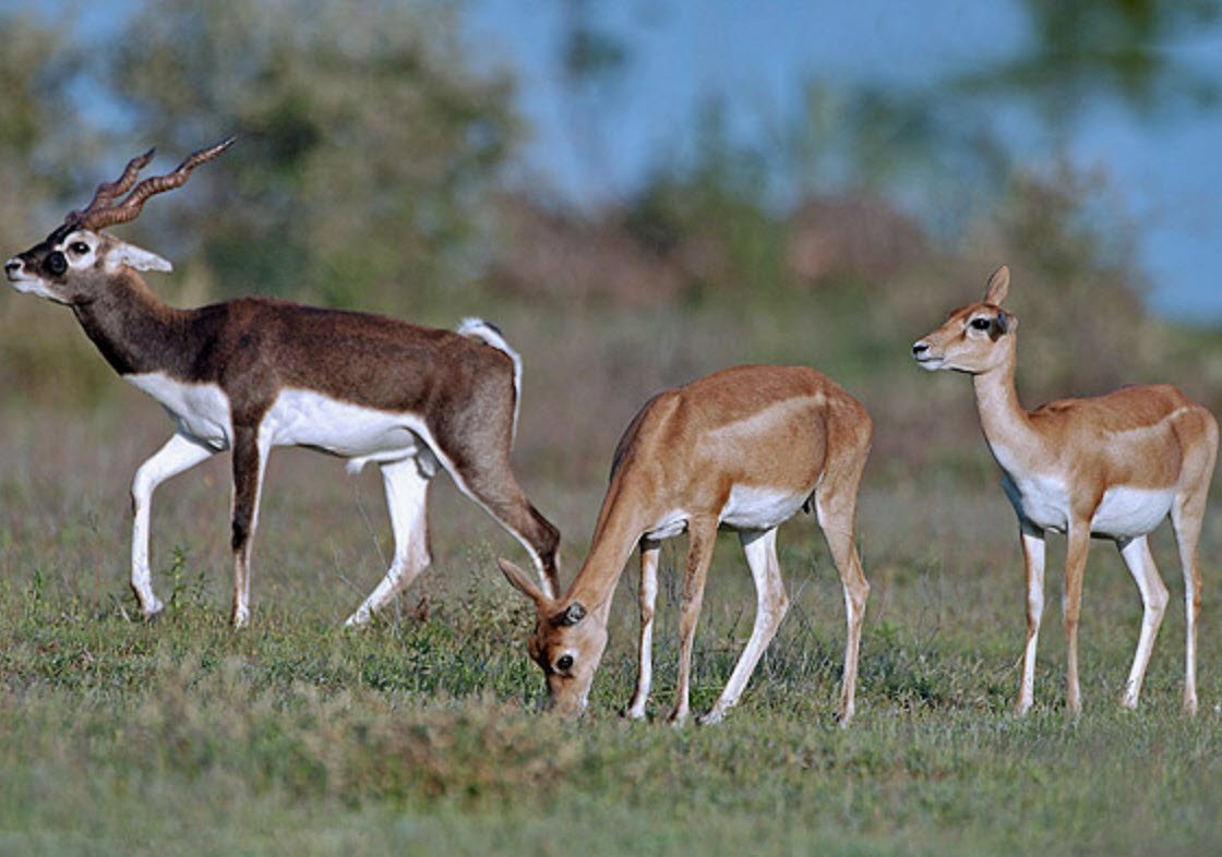 Antelope