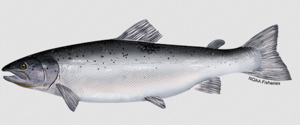 Atlantic Salmon Petshyme