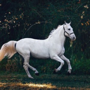Average Weights of Common Horse Breeds Petshyme