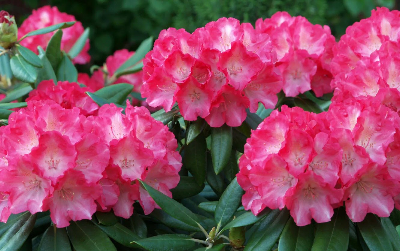 Azaleas