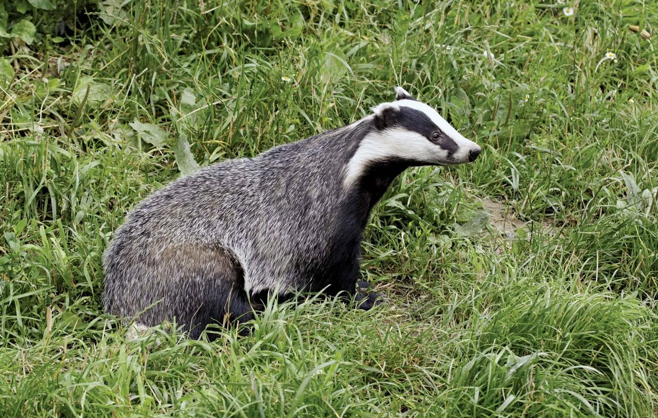 Badger