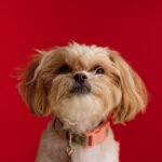 Barking Stop Dog Petshyme