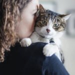 Body Language Cats Petshyme
