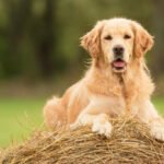 Canadian Dogs Petshyme