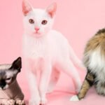 Cat Breeds Petshyme