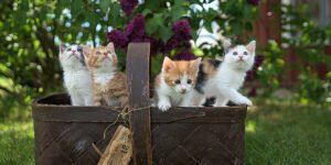 Cat Friendly Plants Petshyme