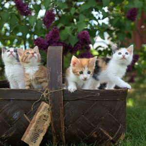 Cat Friendly Plants Petshyme
