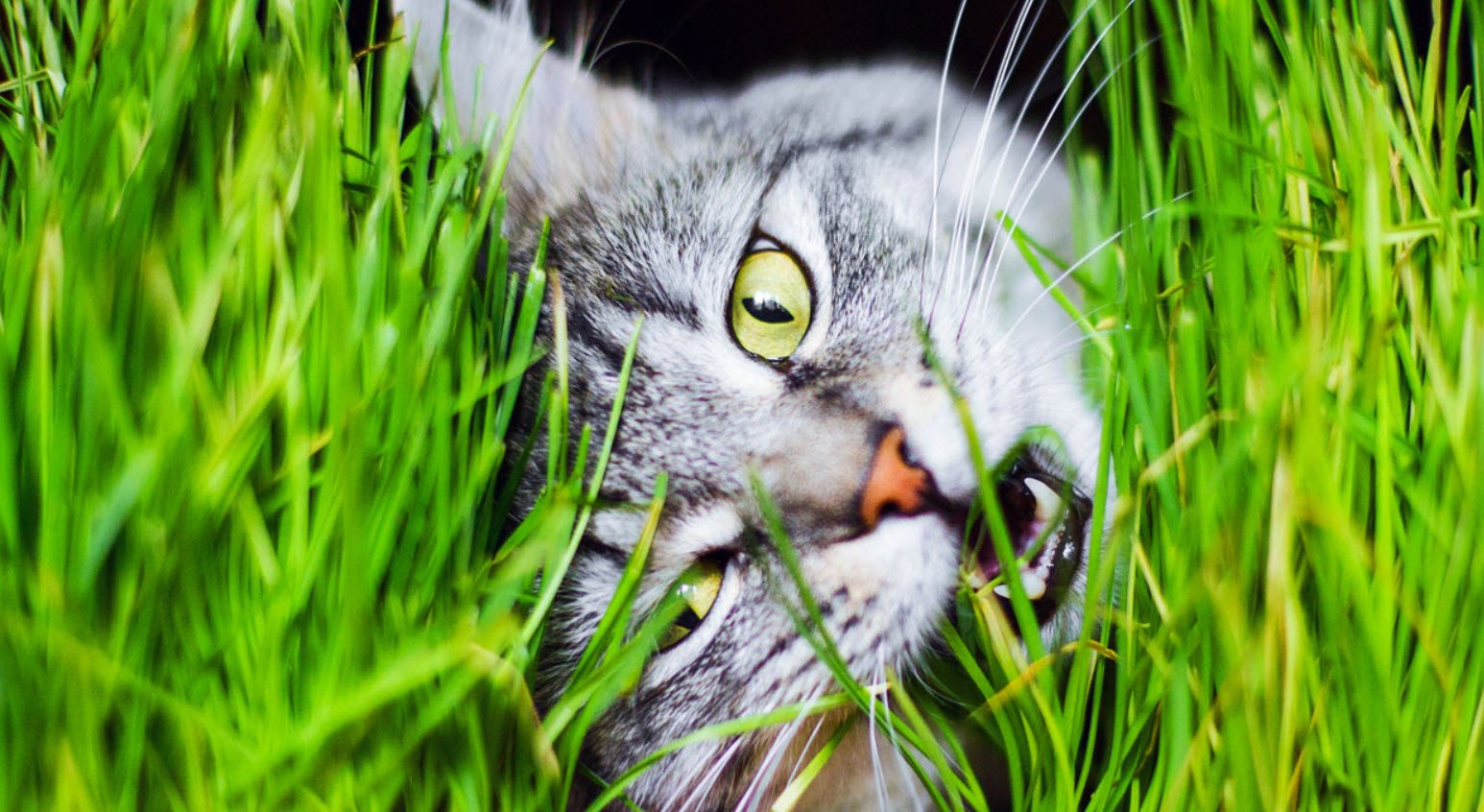 Cat Grass Petshyme