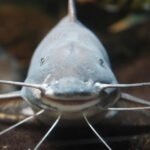 7 Notable Members of Catfish Family