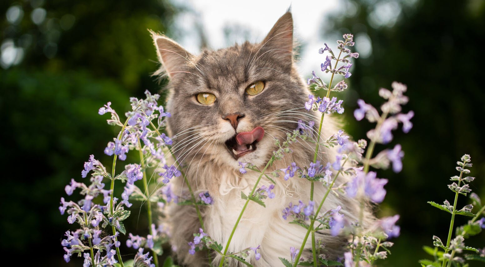 Catnip Petshyme