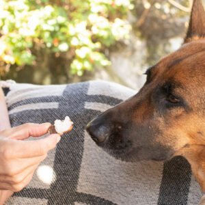 Coconut Oil For Dogs Petshyme