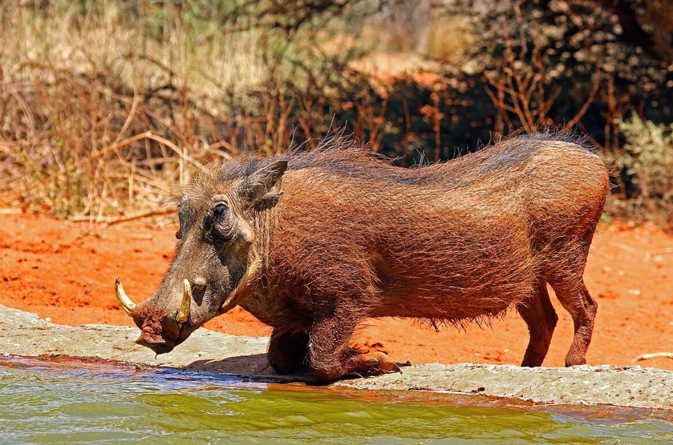 Common Warthog