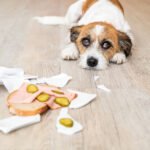 Deadly Foods Petshyme