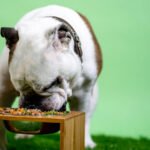 Dog Foods Petshyme