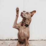 Dog-Friendly Foods Petshyme