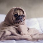 Dog Gagging Petshyme
