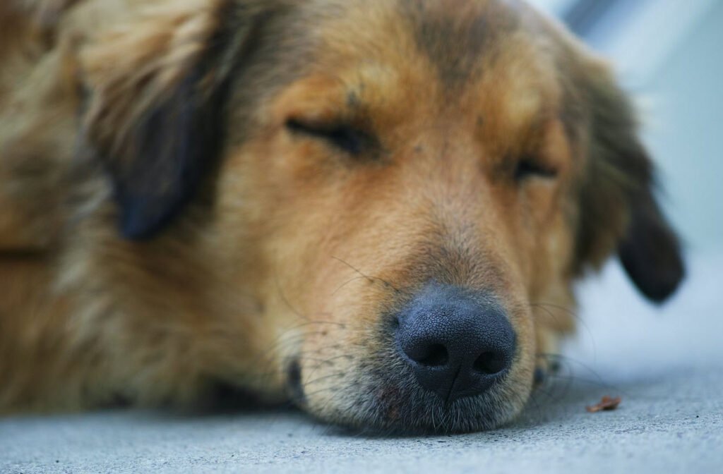 Dog Pains Signs Petshyme