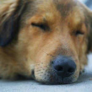 Dog Pains Signs Petshyme