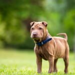 Dog Skin Healthy Petshyme