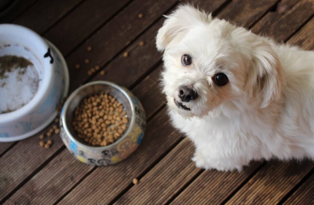 Dog Treats Options Petshyme