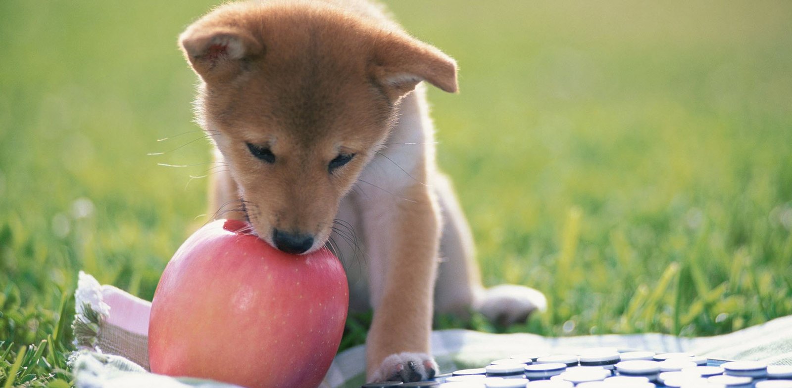 Dog with Apples Petshyme