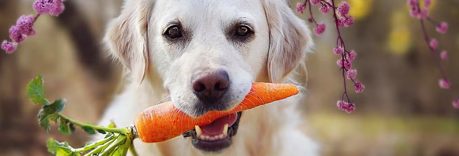 Dogs with Carrots Petshyme