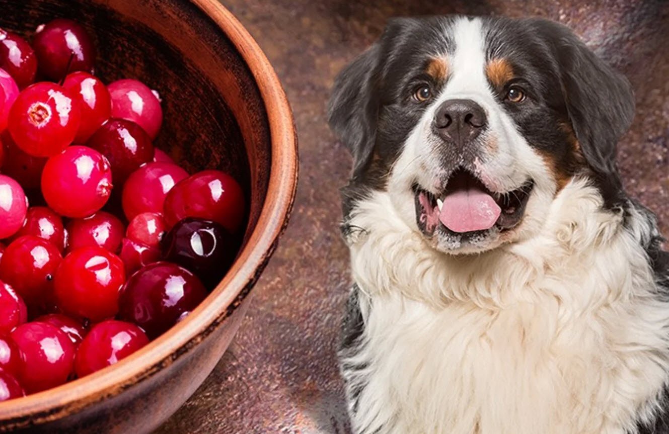 Dogs with Cranberries Petshyme
