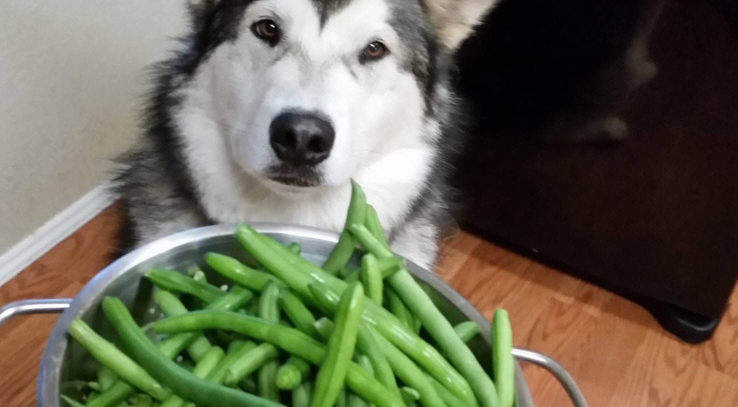 Dogs with Green Beans Petshyme