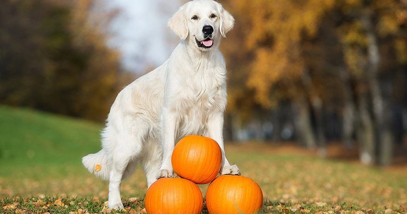 Dogs with Pumpkin Petshyme