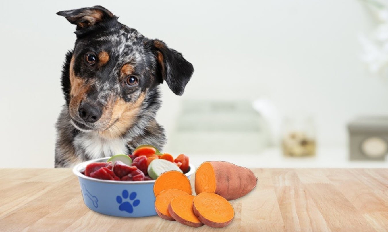 Dogs with Sweet Potatoes Petshyme