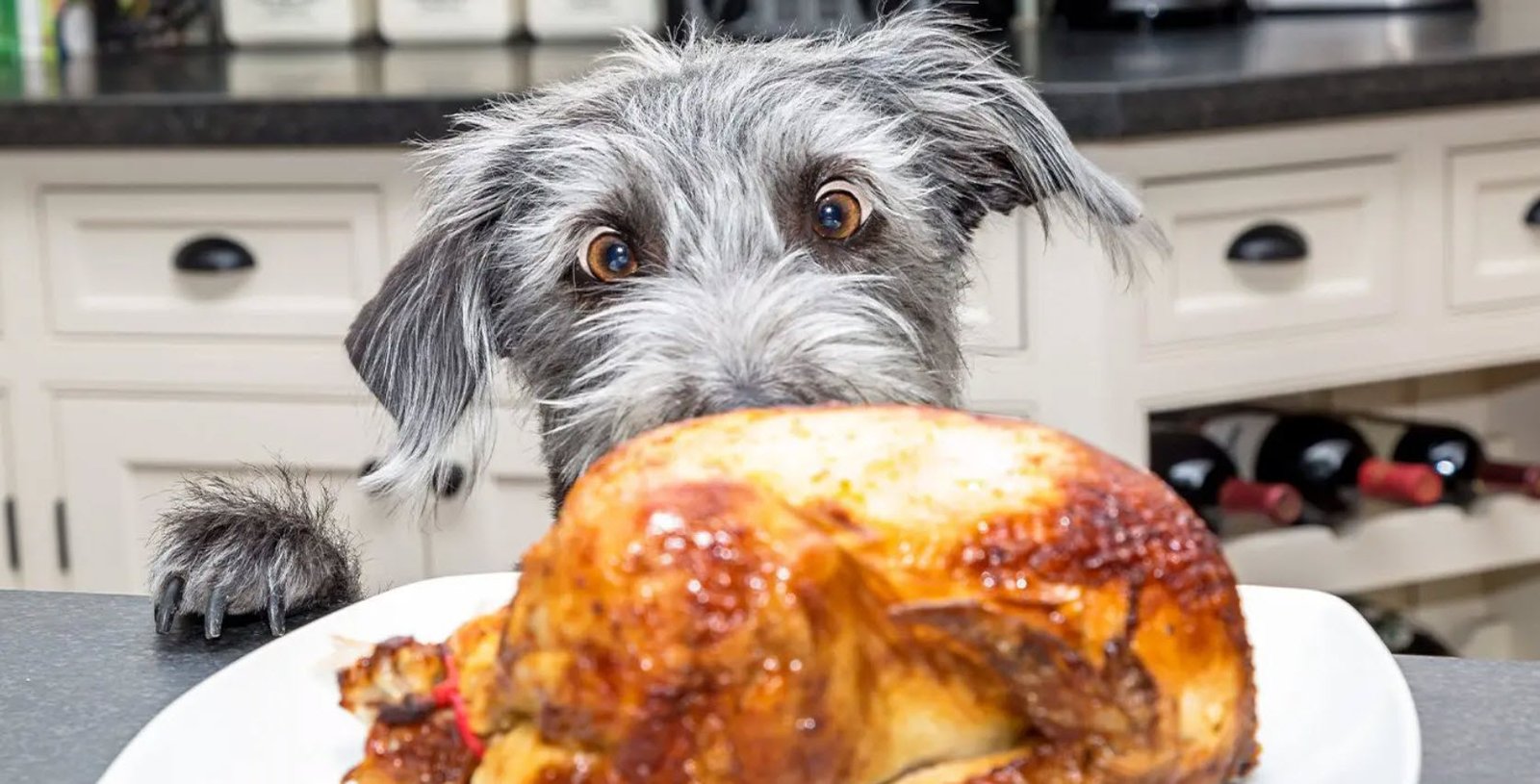 Dogs with Turkey Petshyme