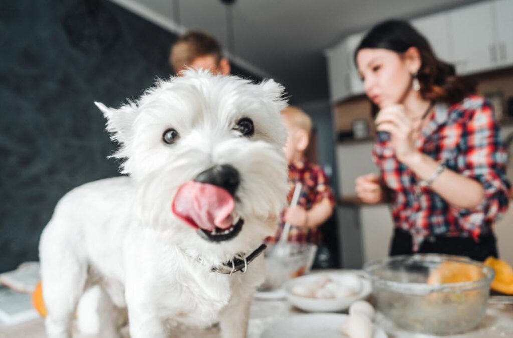 Dogs with healthy foods Petshyme