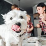 Dogs with healthy foods Petshyme