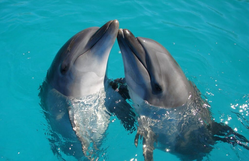 Dolphin Petshyme